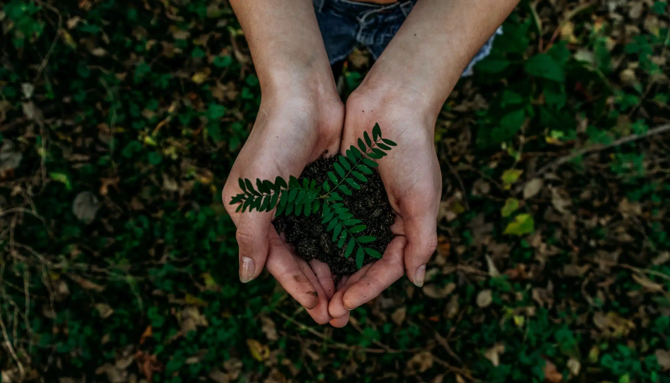 Hands holding a small plant seedling