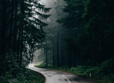 Road going through a misty forest