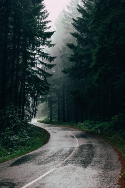 Road going through a misty forest