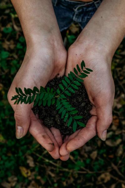 Hands holding a small plant seedling