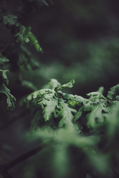 Oak tree leaves