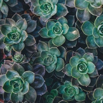 Succulents from above