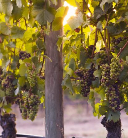 Vineyard wine grapes