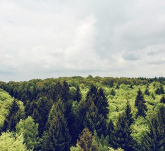 View of tree tops