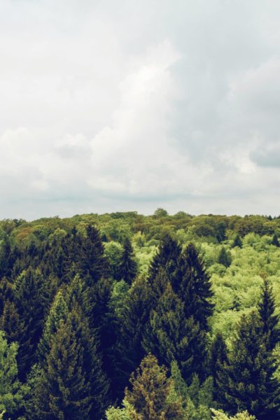 View of tree tops